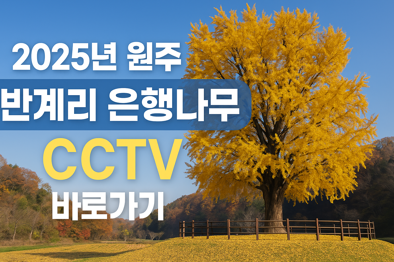 2025년 원주 반게리 은행나무 cctv 바로가기 썸네일